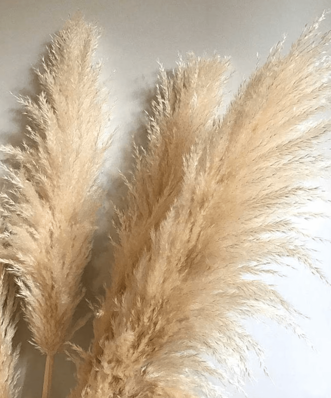 10 Extra Large Pampas Grass 47 Inch - Elegant Dried Flowers for Boho Home Decor, Wedding Arches & Bridal Showers