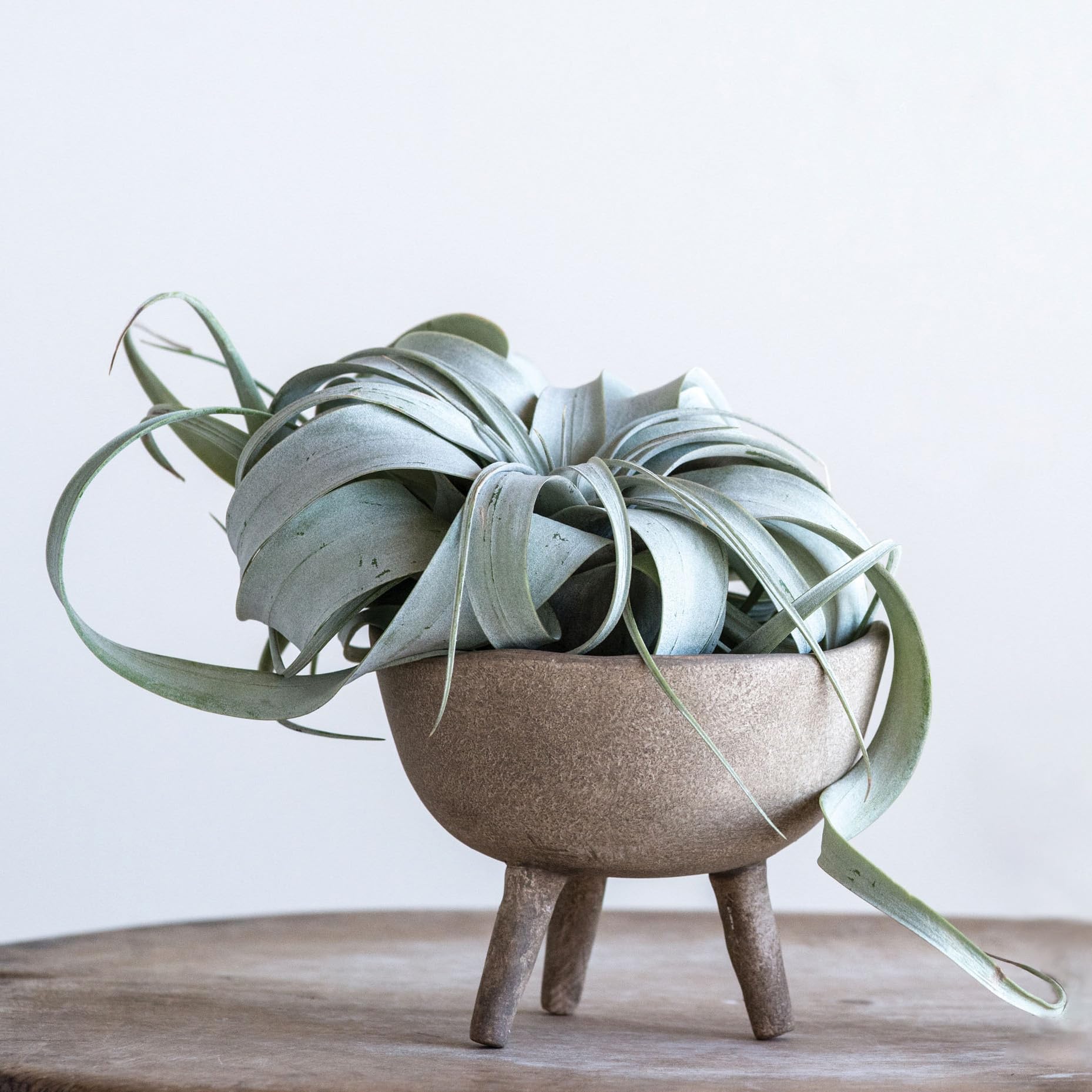 Small Boho Terracotta Footed Planter with Organic Edge – Matte Taupe - Uniquely Shaped Edge