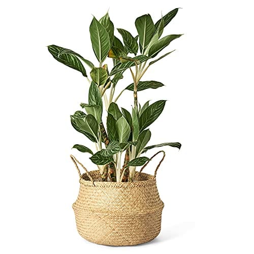 XXL Woven Seagrass Plant Basket - Natural-Beige - Indoor Planter Pot with Plastic Liner and Handles - Eco-Friendly Storage for Fiddle Leaf Fig, Snake Plant, and Monstera - Stylish and Multipurpose Home Solution